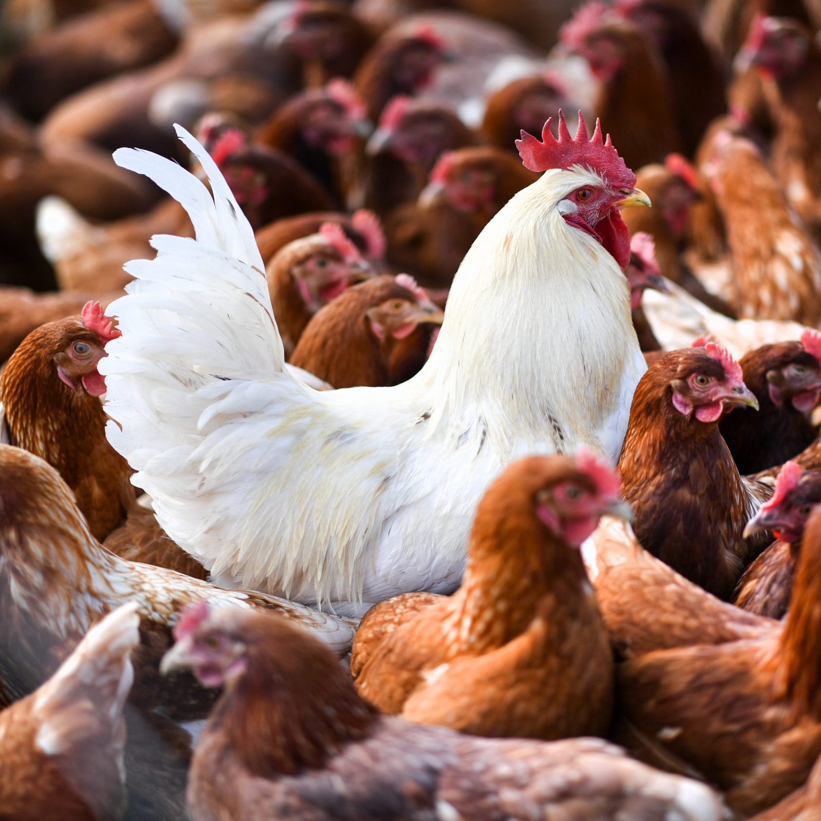 Ein Geflügelbetrieb im Bezirk Amstetten ist von der Vogelgrippe betroffen.