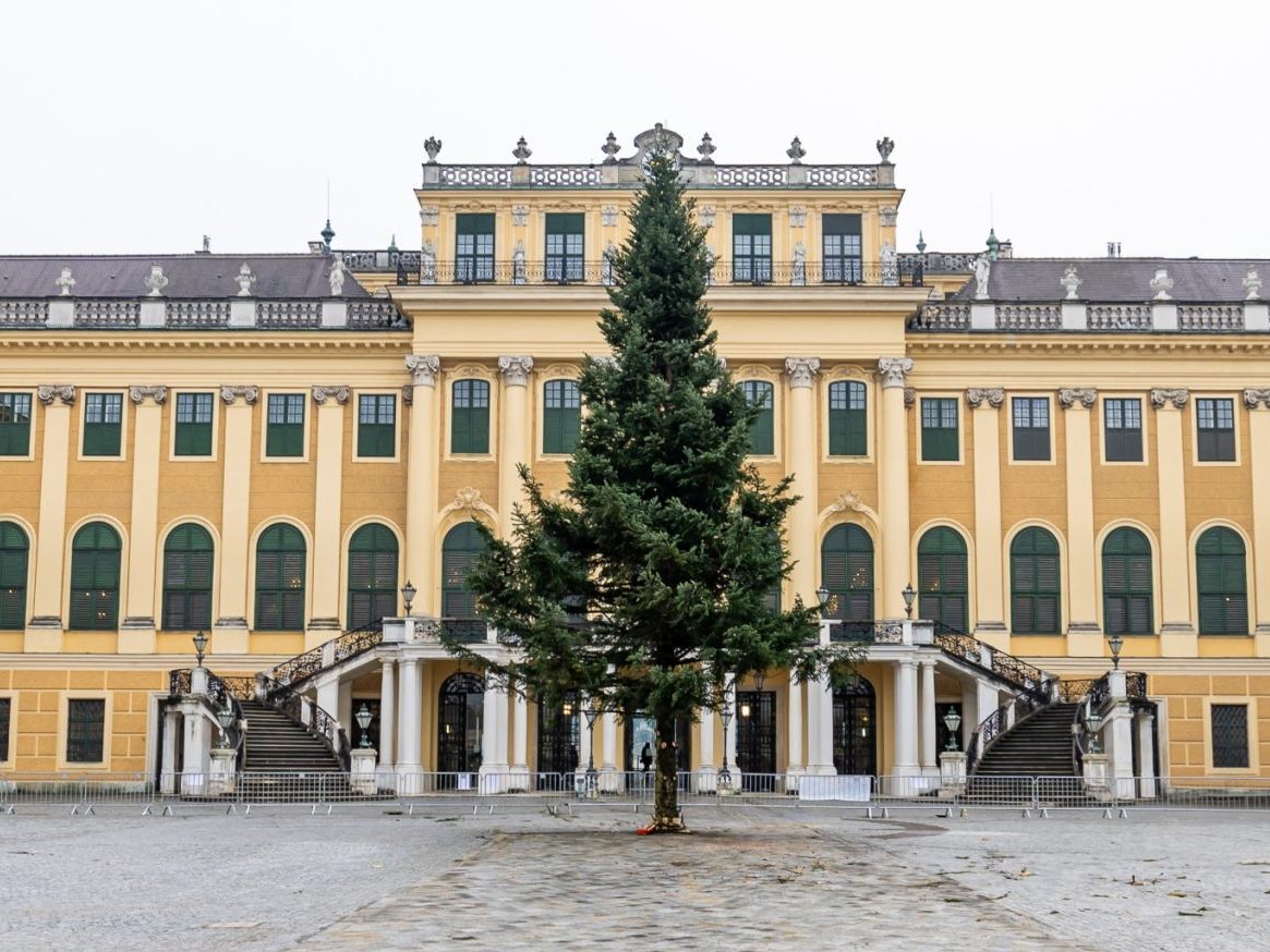 Die Tanne vor dem Schloss Schönbrunn stammt aus dem Forstbetrieb Traun-Innviertel. Die Tanne vor dem Schloss Schönbrunn stammt aus dem Forstbetrieb Traun-Innviertel.