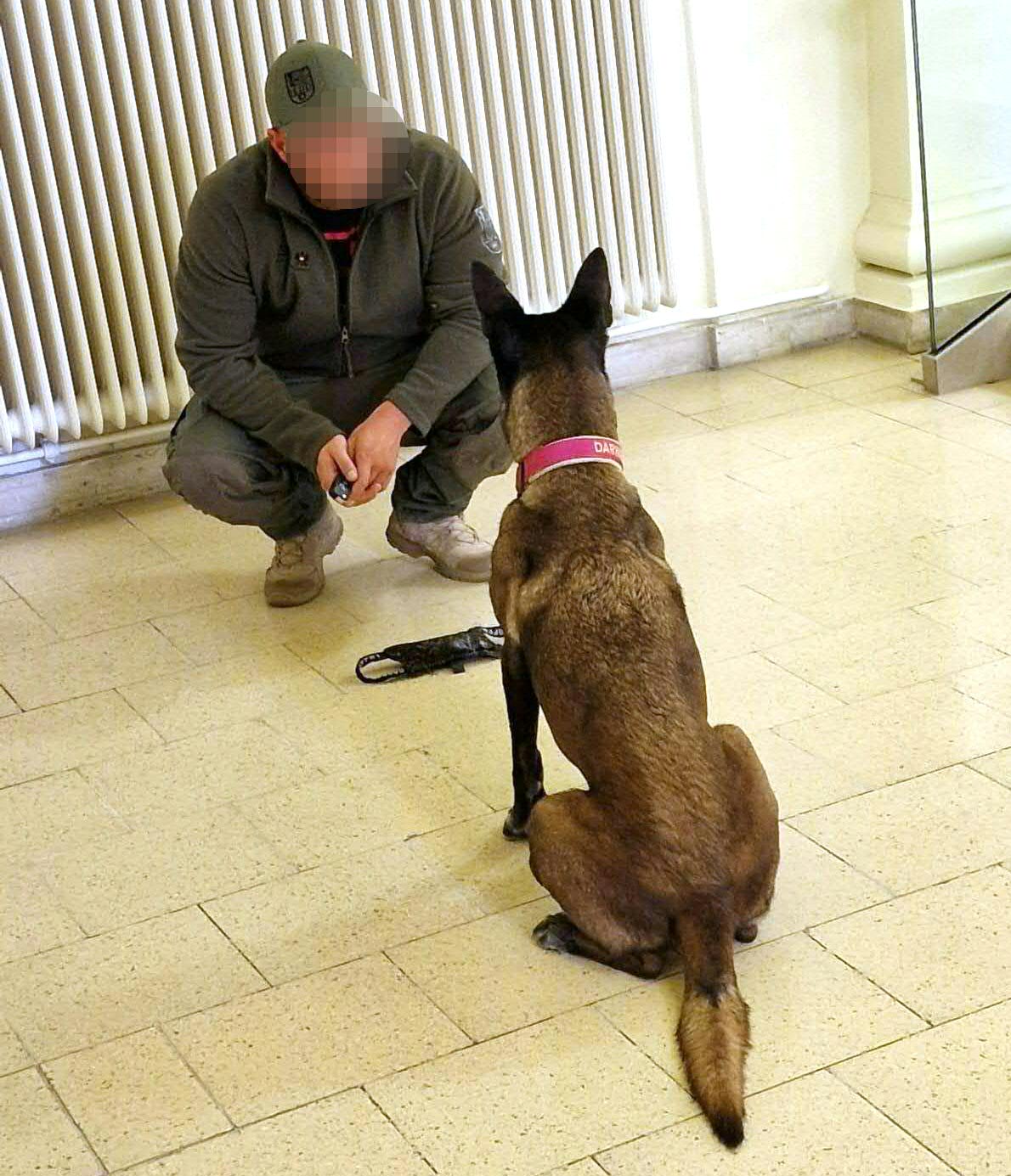 ABD0129_20241009 – WIEN –
STERREICH: ZU APA0142 VOM 9.10.2024 – Eine Mail mit einer Bombendrohung ging gegen das Wiener Landesgericht fr Strafsachen ein. Das Gerichtsgebude wurde nach einer “polizeilichen Evaluierung” vorerst nicht gerumt. Gefunden wurde nichts Verdchtiges. Im Bild: Ein Bombensprhund am Mittwoch, 9. Oktober 2024, im Landesgericht in Wien. – FOTO: APA/STEFAN SOMWEBER ABD0129_20241009 – WIEN –
STERREICH: ZU APA0142 VOM 9.10.2024 – Eine Mail mit einer Bombendrohung ging gegen das Wiener Landesgericht fr Strafsachen ein. Das Gerichtsgebude wurde nach einer “polizeilichen Evaluierung” vorerst nicht gerumt. Gefunden wurde nichts Verdchtiges. Im Bild: Ein Bombensprhund am Mittwoch, 9. Oktober 2024, im Landesgericht in Wien. – FOTO: APA/STEFAN SOMWEBER