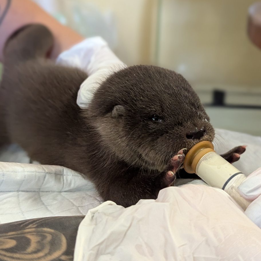 Das Otterbaby Lilly ist der neue Star im Tierschutzhaus.