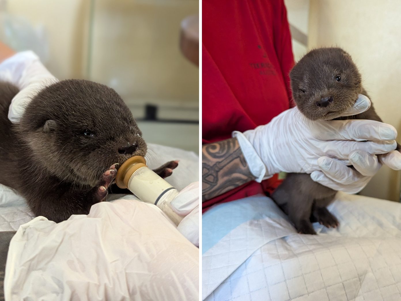 Das Otterbaby Lilly ist der neue Star im Tierschutzhaus. Das Otterbaby Lilly ist der neue Star im Tierschutzhaus.