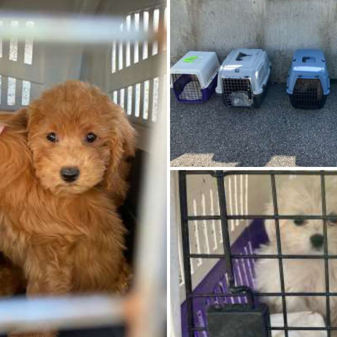 Sechs Welpen wurden unter widrigsten Bedingungen transportiert.