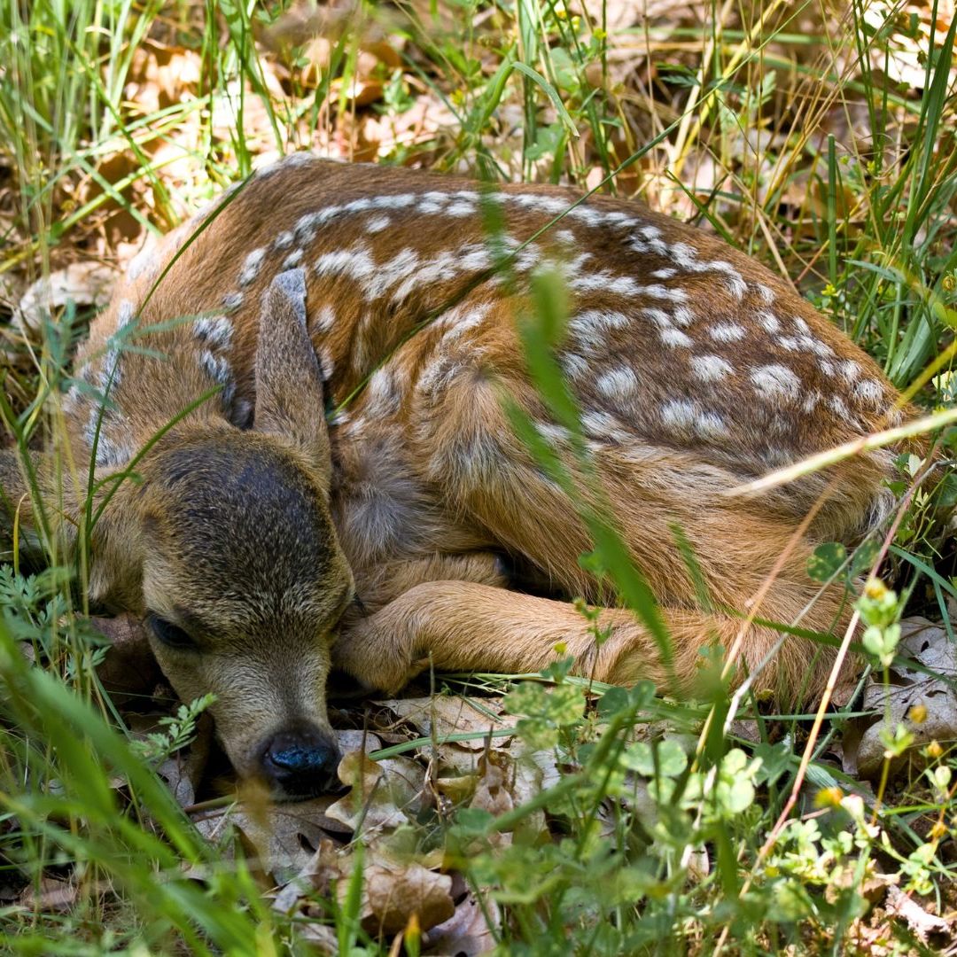 Es gibt keine Verpflichtung für Landwirte, Vorkehrungen zum Schutz von Rehkitzen zu treffen.