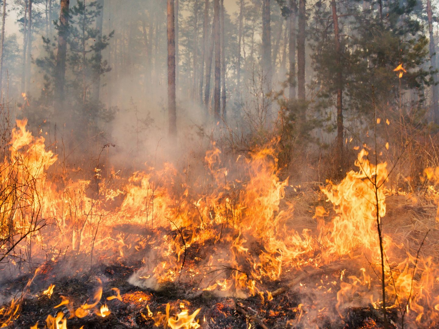 Ziel der Waldfachpläne ist es, dass bei Waldbränden sofort klar ist, wo und wie zu Brandherden vorgerückt werden kann.