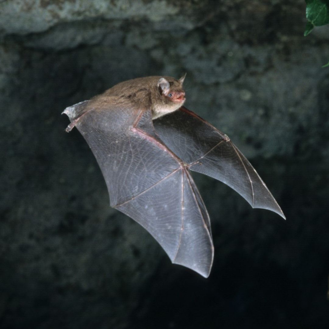 Ein Wechsel auf eine andere Fledermaus-Art war unumgänglich.