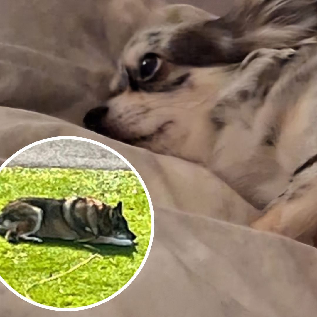 Die kleine Hündin "Tiffany" wurde vom Nachbarshund attackiert und konnte nicht mehr gerettet werden.