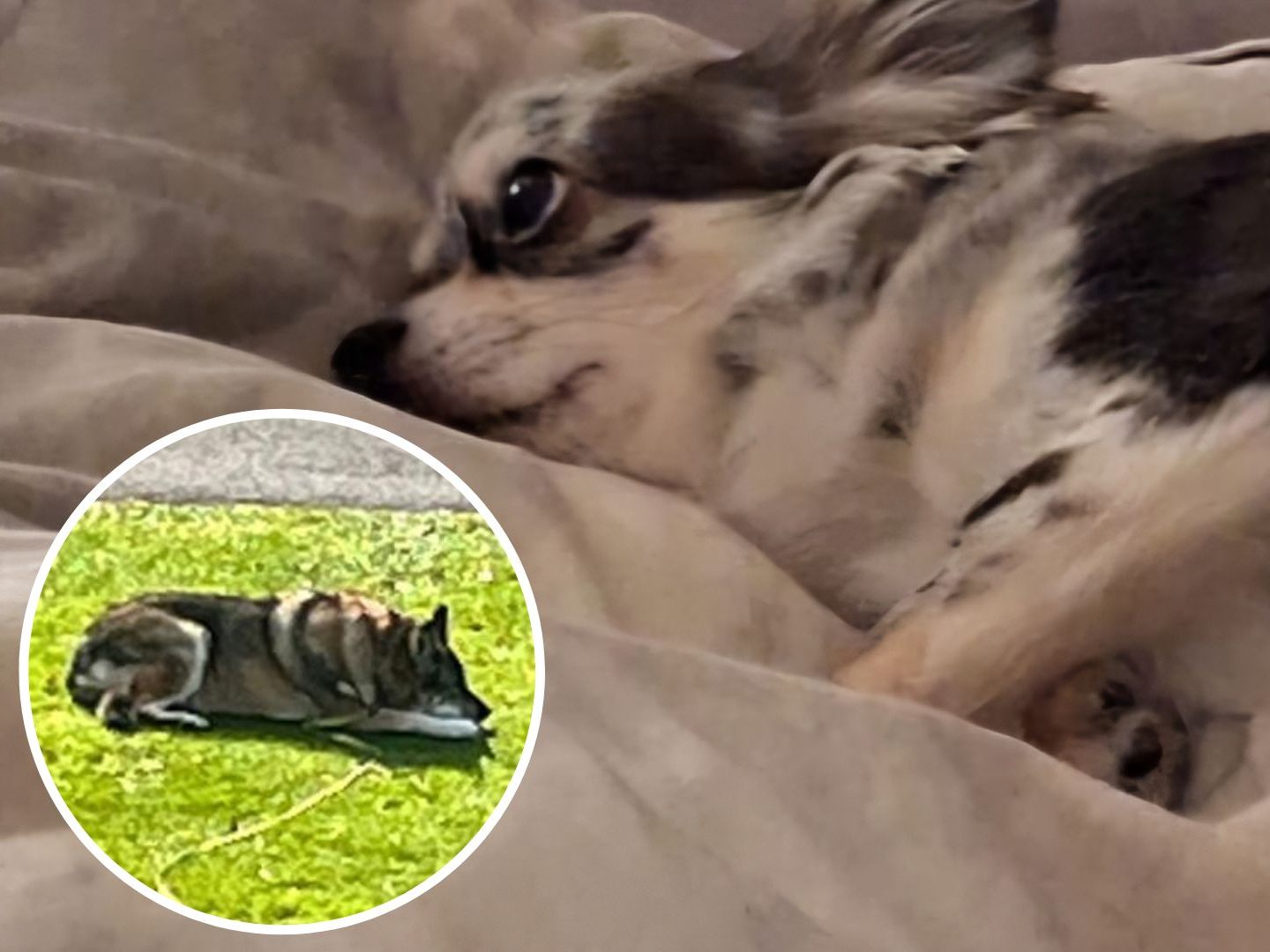 Die kleine Hündin "Tiffany" wurde vom Nachbarshund attackiert und konnte nicht mehr gerettet werden. Die kleine Hündin "Tiffany" wurde vom Nachbarshund attackiert und konnte nicht mehr gerettet werden.
