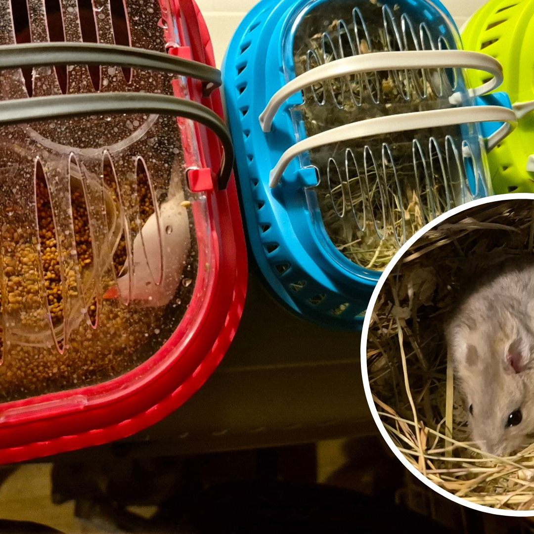 Drei Kleintiere wurden bei Altkleidercontainern in Salzburg entsorgt.