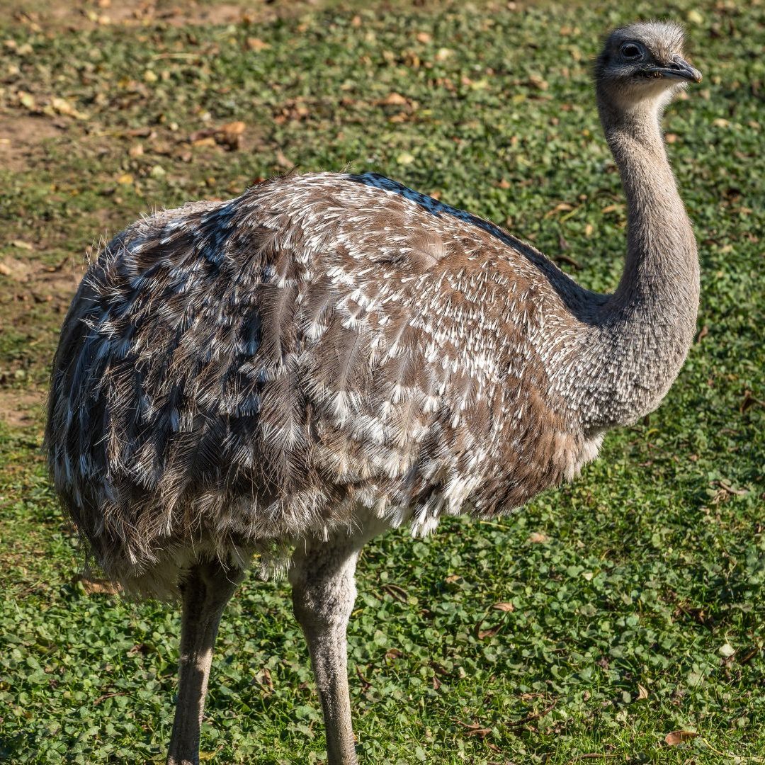 Nandu "Franzi" schlüpfte durch eine Lücke im Zaun und erkundete die Umgebung.