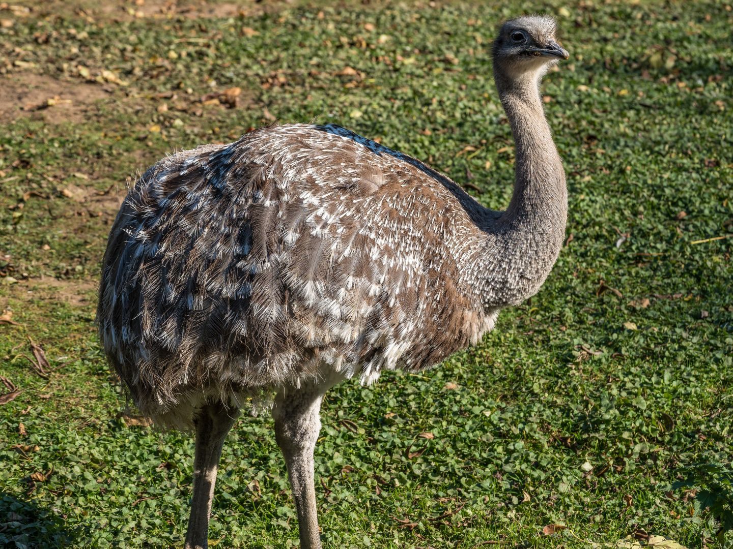 Nandu "Franzi" schlüpfte durch eine Lücke im Zaun und erkundete die Umgebung. Nandu "Franzi" schlüpfte durch eine Lücke im Zaun und erkundete die Umgebung.