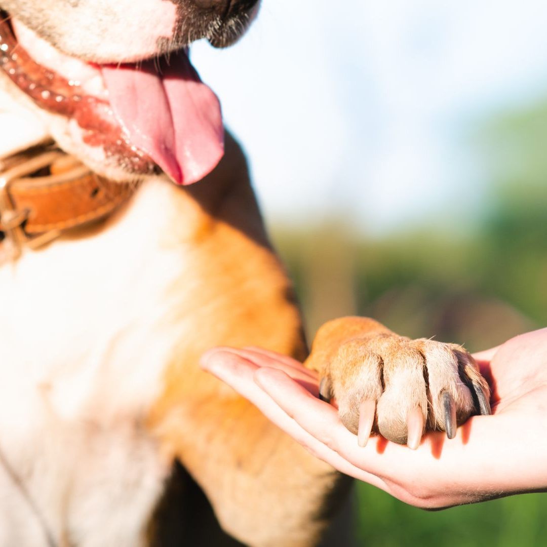 Die Patzo App ist die innovative Plattform für lokale Hundepatenschaften.