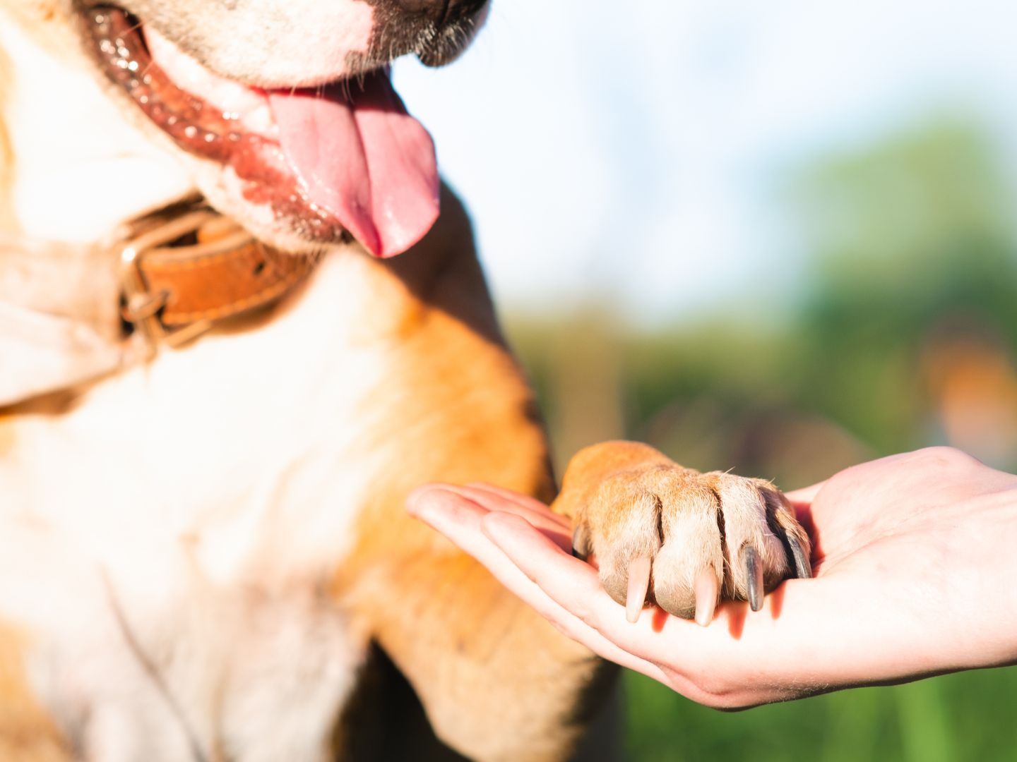 Die Patzo App ist die innovative Plattform für lokale Hundepatenschaften. Die Patzo App ist die innovative Plattform für lokale Hundepatenschaften.