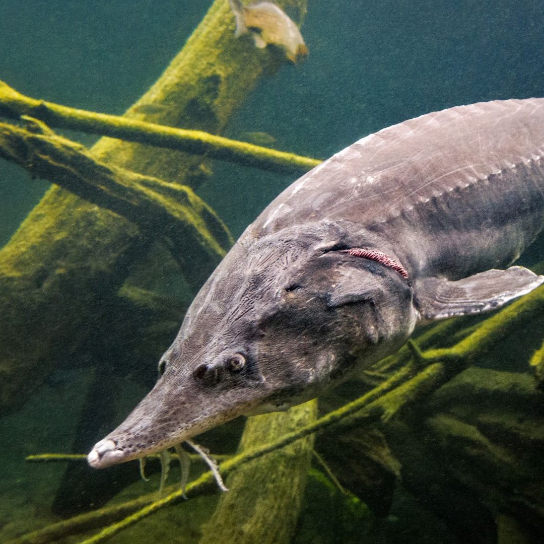 Der Hausen kann ein Gewicht von bis zu einer Tonne erreichen.