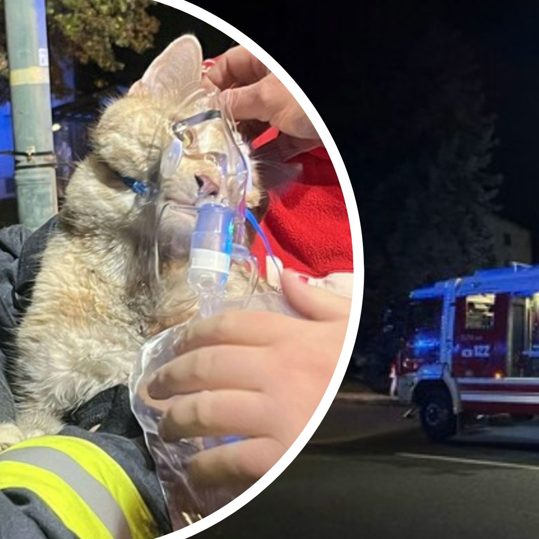 Zwei Katzen wurden aus einer brennenden Wohnung gerettet.