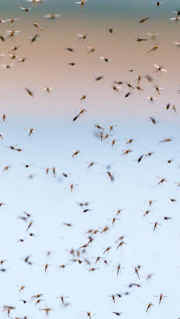 In den Überschwemmungsgebieten herrscht derzeit eine regelrechte Gelsenplage.