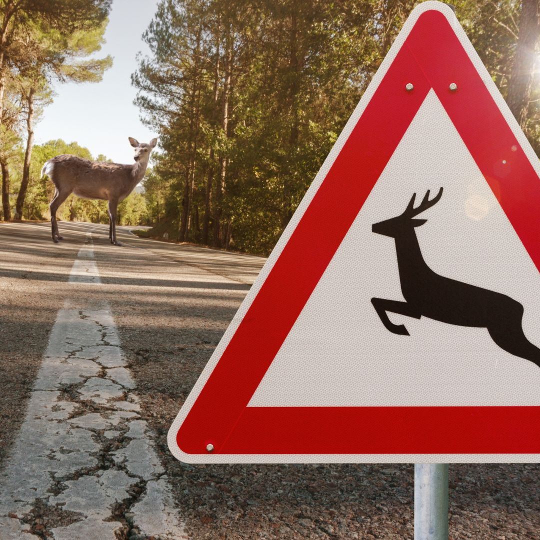 Täglich wird in Österreich ein Mensch bei einem Wildunfall verletzt.