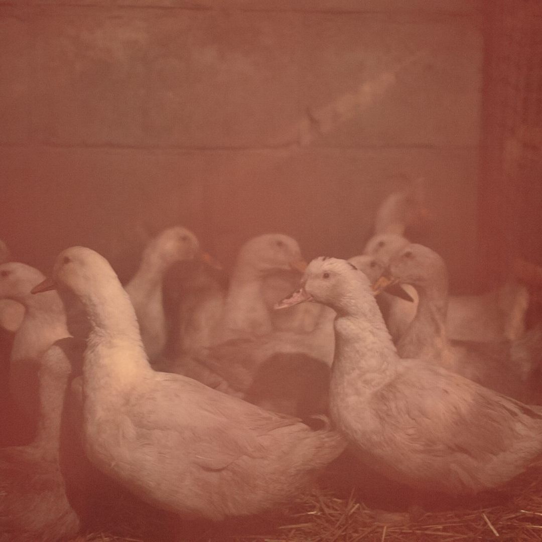 In Österreich herrschen strengere Vorschriften zur Gänsehaltung, weshalb in der Gastronomie gerne billigeres Fleisch aus dem Ausland importiert wird.