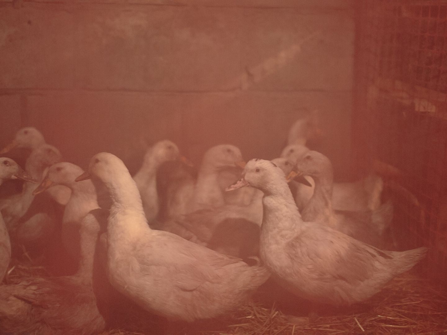 In Österreich herrschen strengere Vorschriften zur Gänsehaltung, weshalb in der Gastronomie gerne billigeres Fleisch aus dem Ausland importiert wird. In Österreich herrschen strengere Vorschriften zur Gänsehaltung, weshalb in der Gastronomie gerne billigeres Fleisch aus dem Ausland importiert wird.