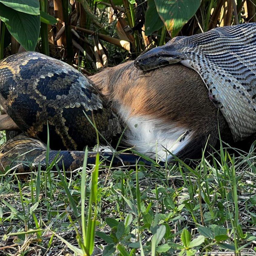Das Python-Weibchen ist 4,5 Meter lang und bringt 52,3 Kilogramm auf die Waage. Hier verschlingt es einen rund 35 Kilo schweren Hirsch.