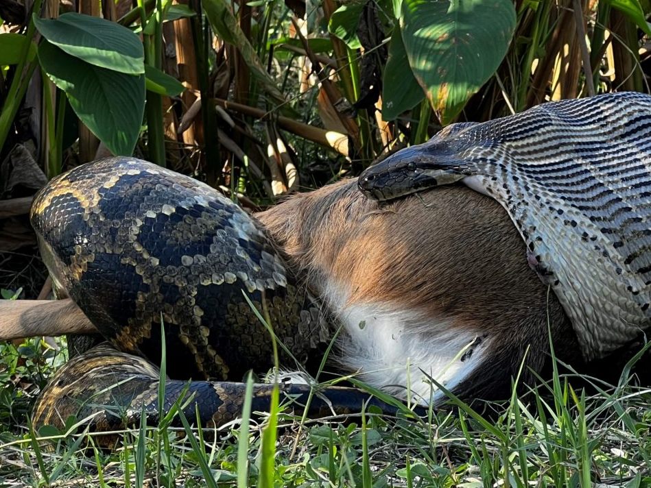 Das Python-Weibchen ist 4,5 Meter lang und bringt 52,3 Kilogramm auf die Waage. Hier verschlingt es einen rund 35 Kilo schweren Hirsch.