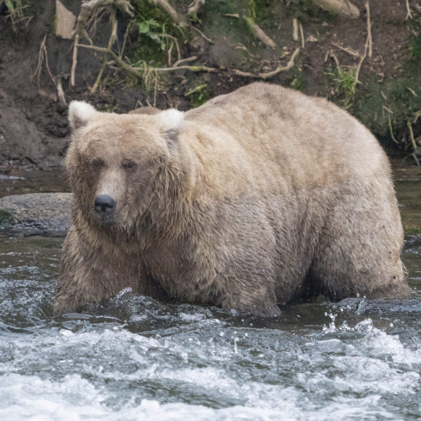 "Grazer" setzte sich in der Abstimmung zur "Fat Bear Week" durch.