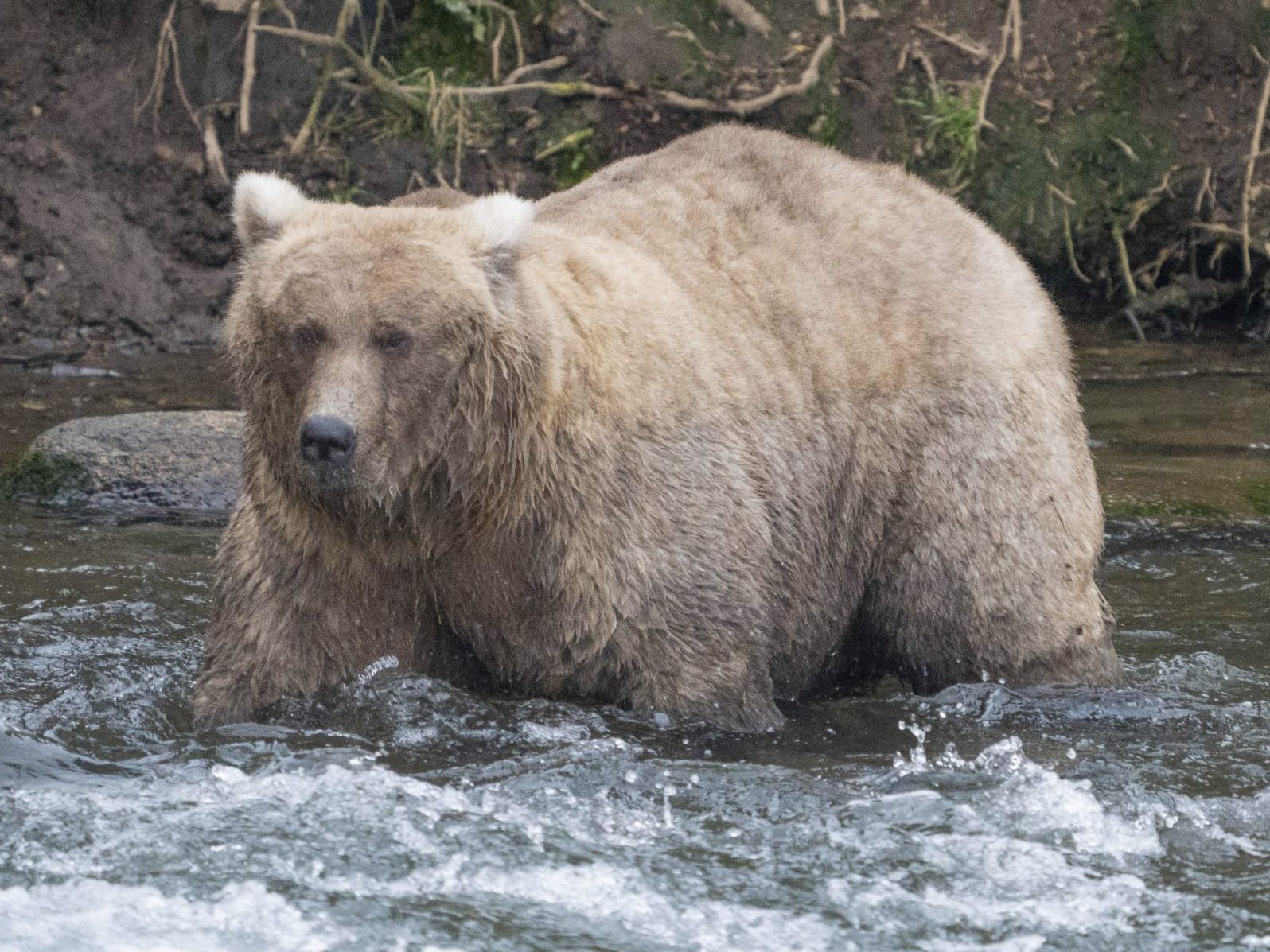 "Grazer" setzte sich in der Abstimmung zur "Fat Bear Week" durch. "Grazer" setzte sich in der Abstimmung zur "Fat Bear Week" durch.