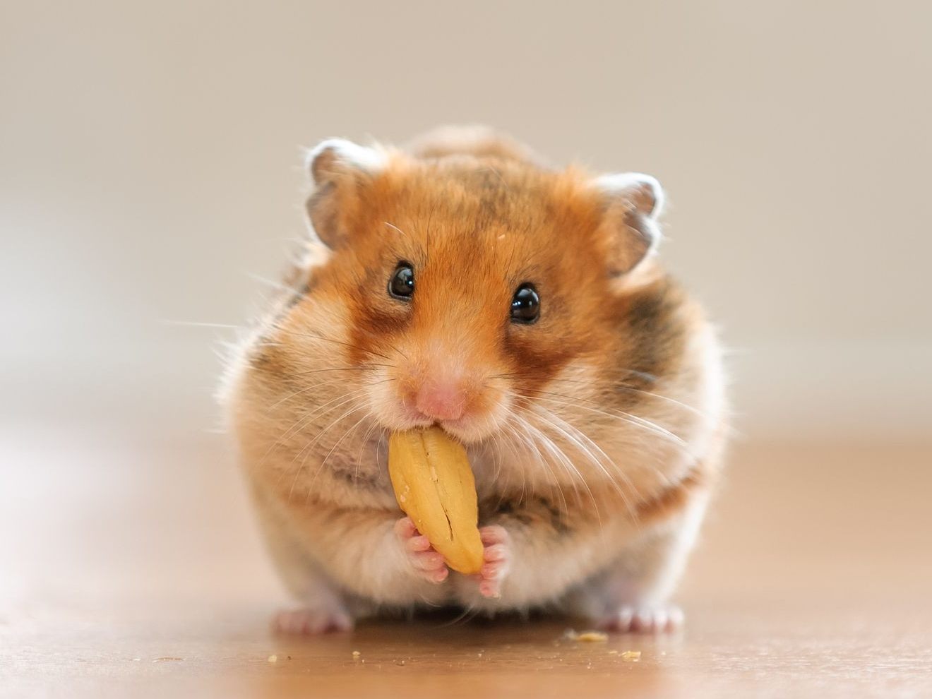 Was wie ein schlechter Scherz klingen mag, ist in Spanien tatsächlich passiert.