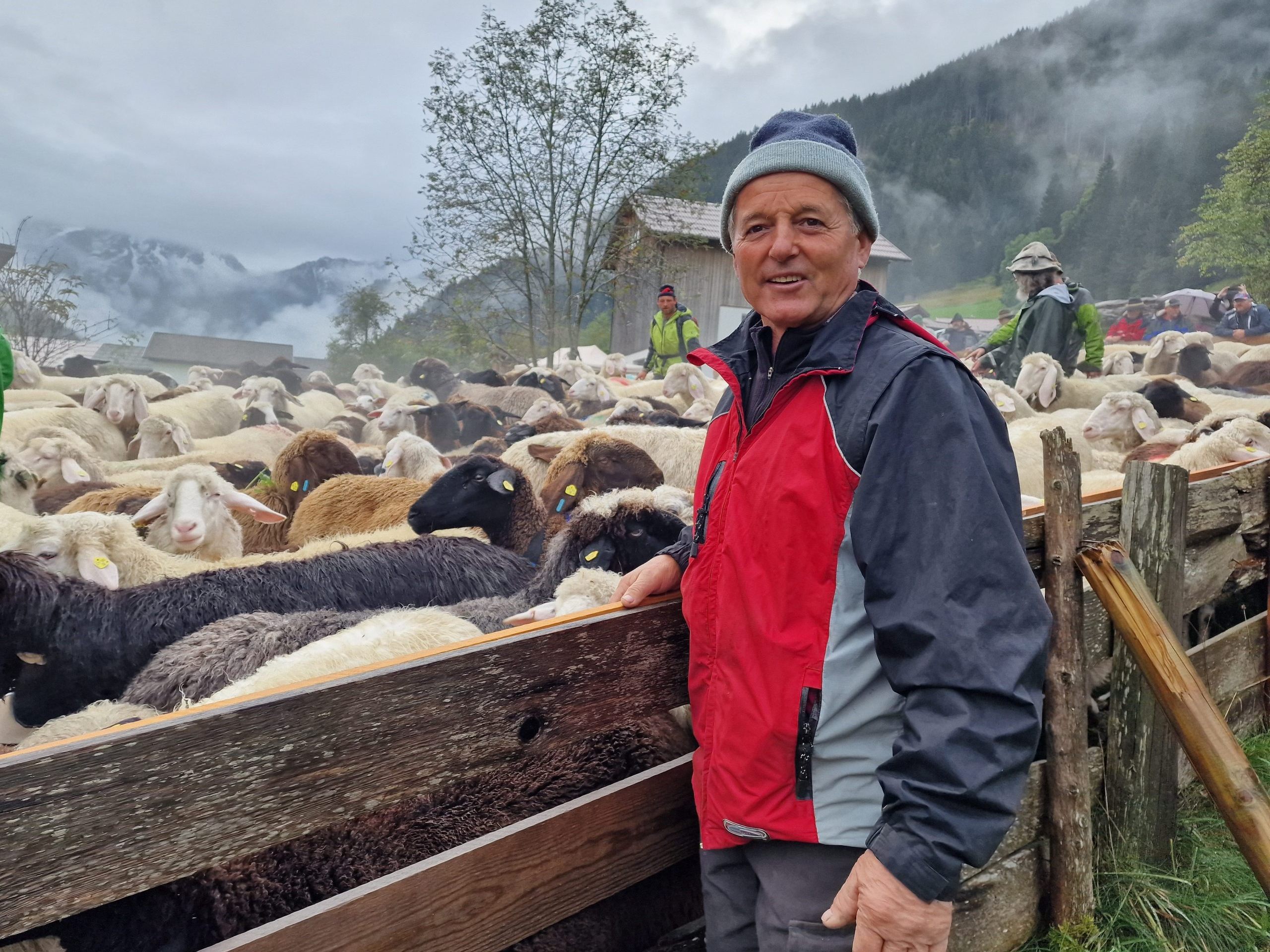 Schafzüchter Otto Rudigier hält nach seinen Schafen Ausschau. Schafzüchter Otto Rudigier hält nach seinen Schafen Ausschau.