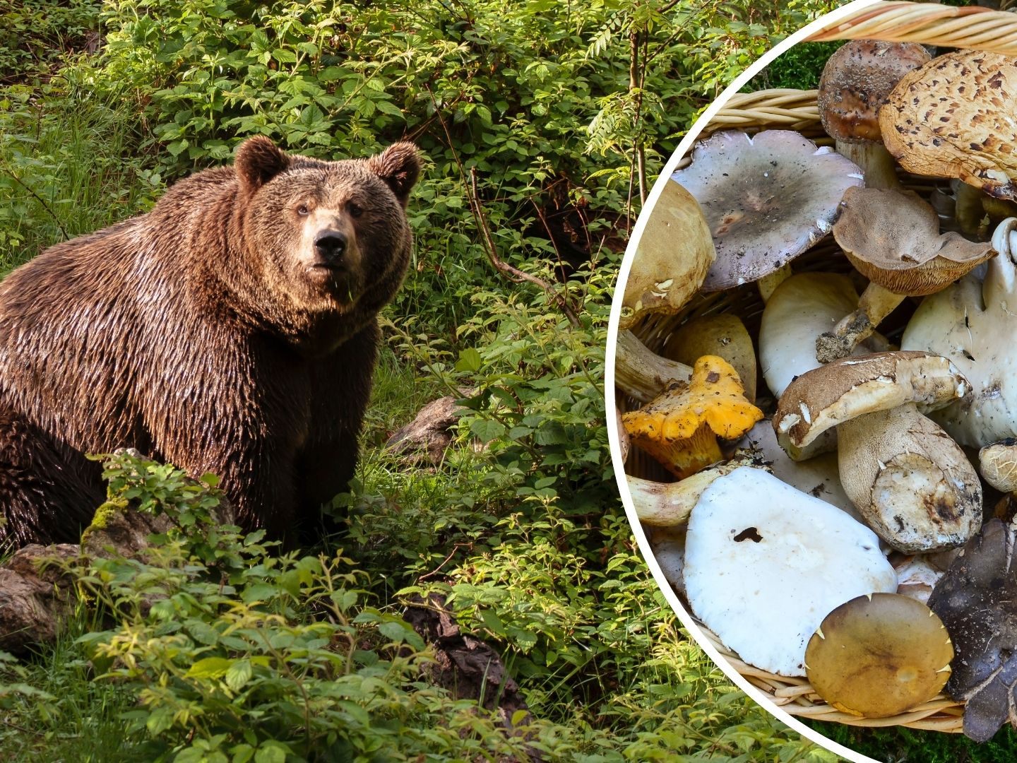 Riesenglück hatte ein Südtiroler am Samstagnachmittag, nachdem ihn ein Bär attackiert hatte.