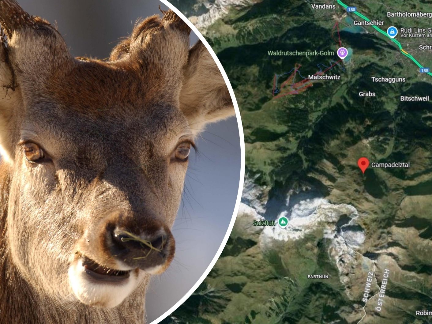 Die Schweizer Behörden haben im Grenzgebiet auf Vorarlberg Seite zwei Fälle von Rotwild-Tuberkulose nachgewiesen. Die Schweizer Behörden haben im Grenzgebiet auf Vorarlberg Seite zwei Fälle von Rotwild-Tuberkulose nachgewiesen.