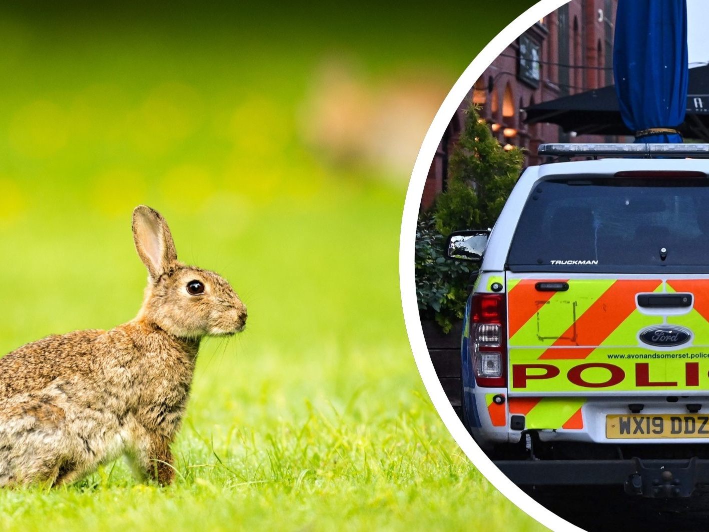 Achtjähriger bei Hasenjagd in England erschossen Achtjähriger bei Hasenjagd in England erschossen