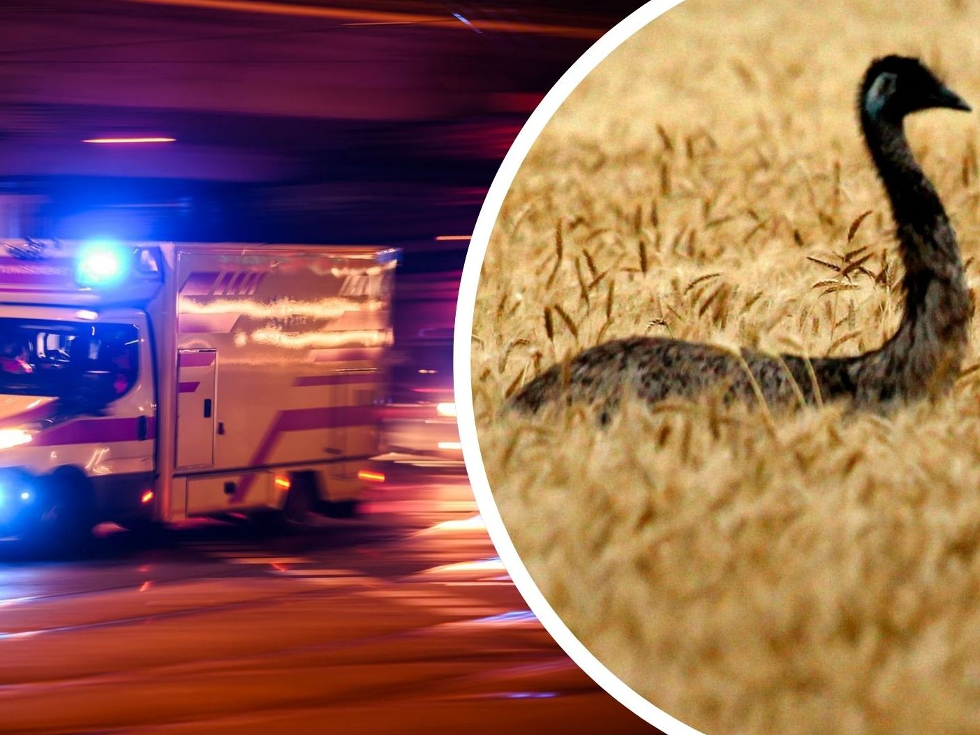 Crash durch Emu Crash durch Emu