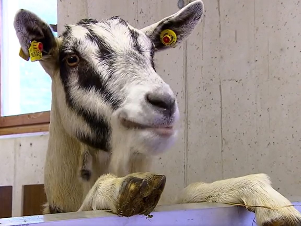 In Tirol ist eine Ziegenherde spurlos verschwunden. Nur ein Tier ist wieder aufgetaucht.