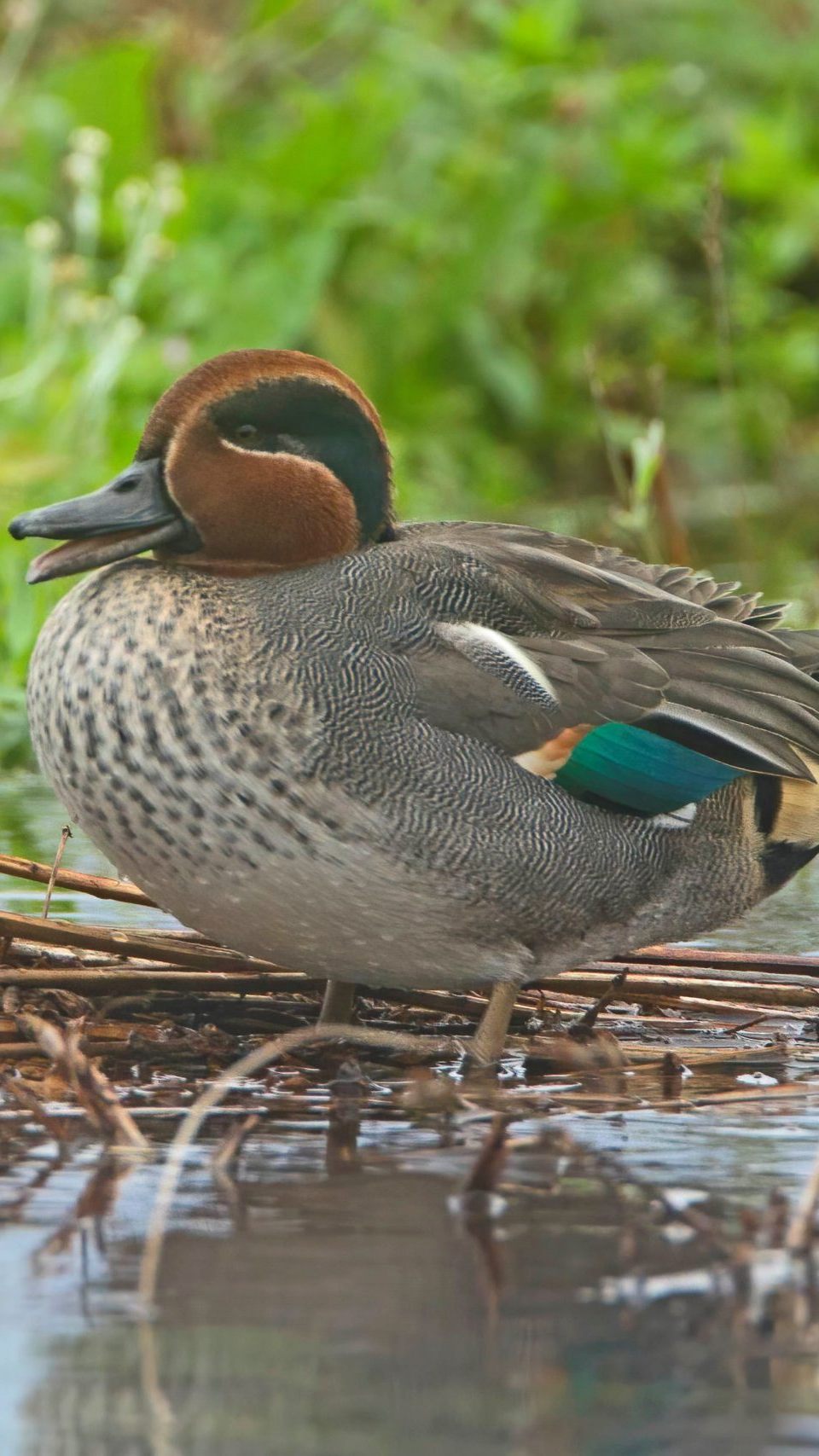 Eine männliche Krickente.