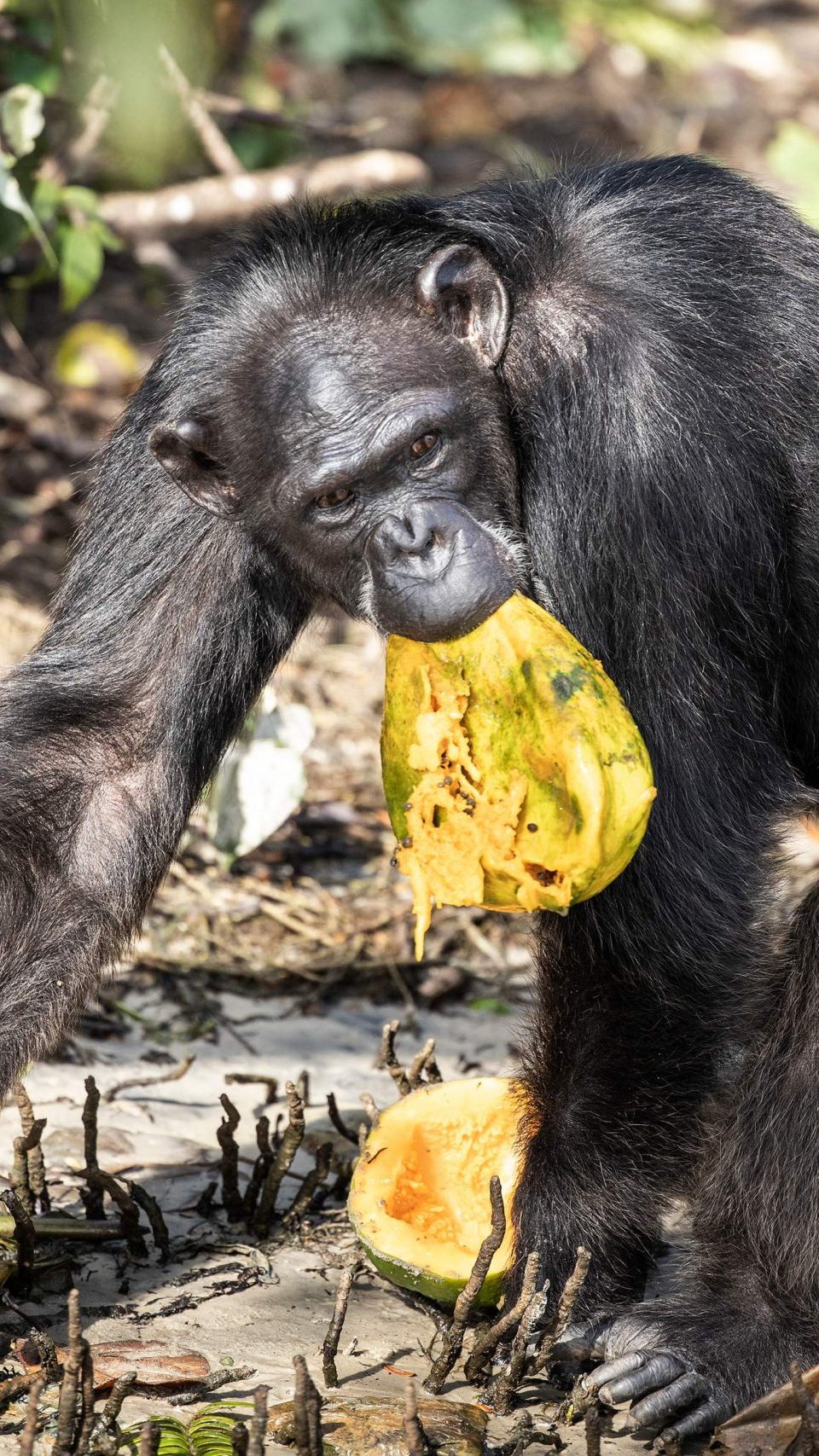 Besorgniserrgende Verhaltensveränderung bei Schimpansen.