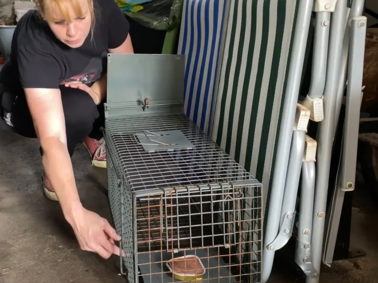 Der Tierschutzverein Rankweil berichtet von einem drastischen Anstieg der Katzenpopulationen.