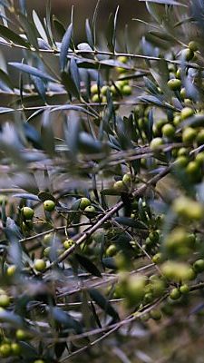 Die Ernte dürfte sich heuer stabilisieren