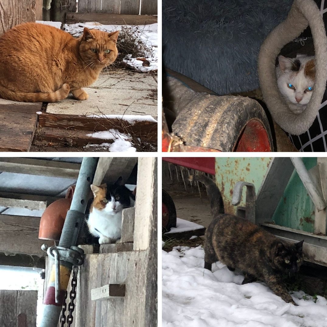 20 Samtpfoten suchen ein liebevolles Zuhause, nachdem ihr Besitzer Anfang des Jahres verstarb.