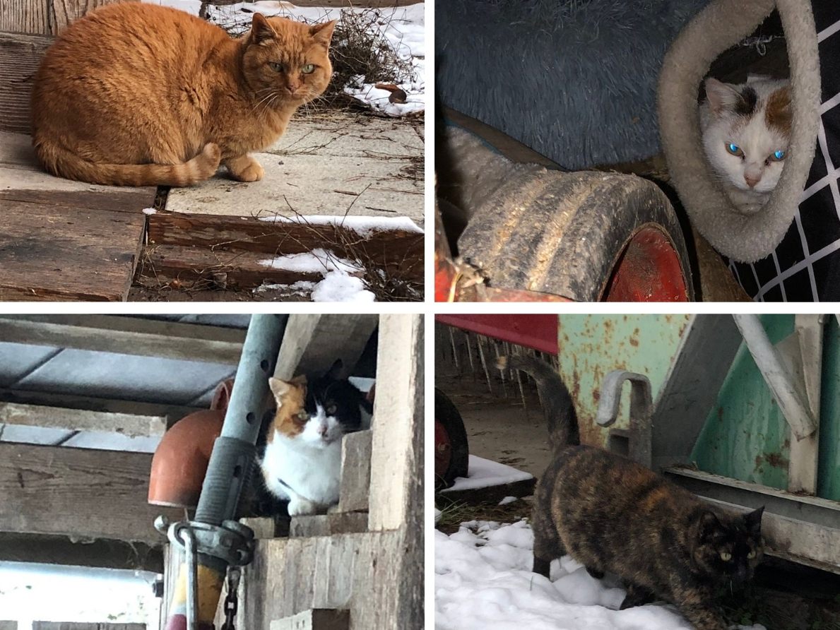 20 Samtpfoten suchen ein liebevolles Zuhause, nachdem ihr Besitzer Anfang des Jahres verstarb.