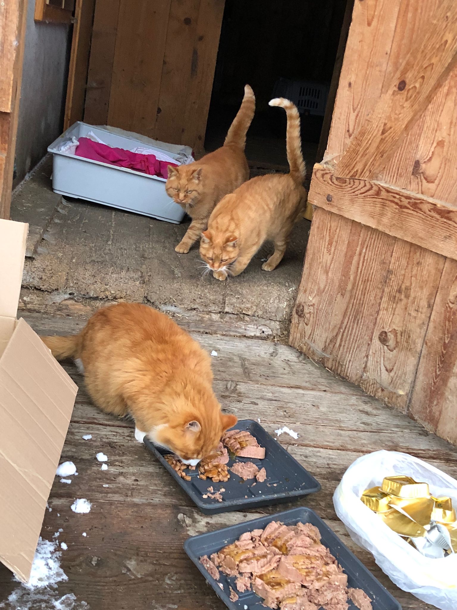 Aktuell werden die Tiere von einer Freiwilligen gefüttert.
