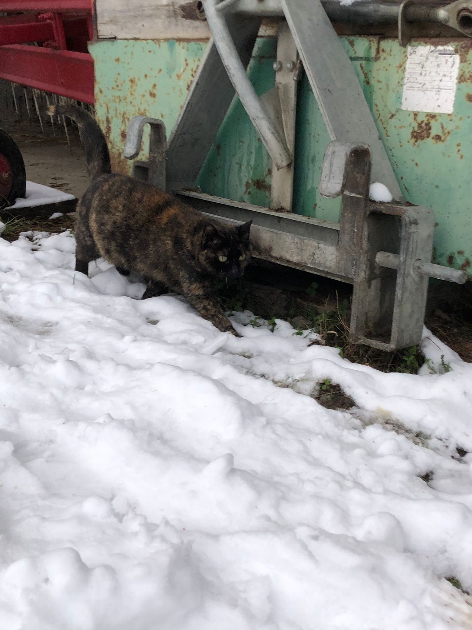 Die Katzen suchen ein liebevolles Zuhause mit späterem Freigang.