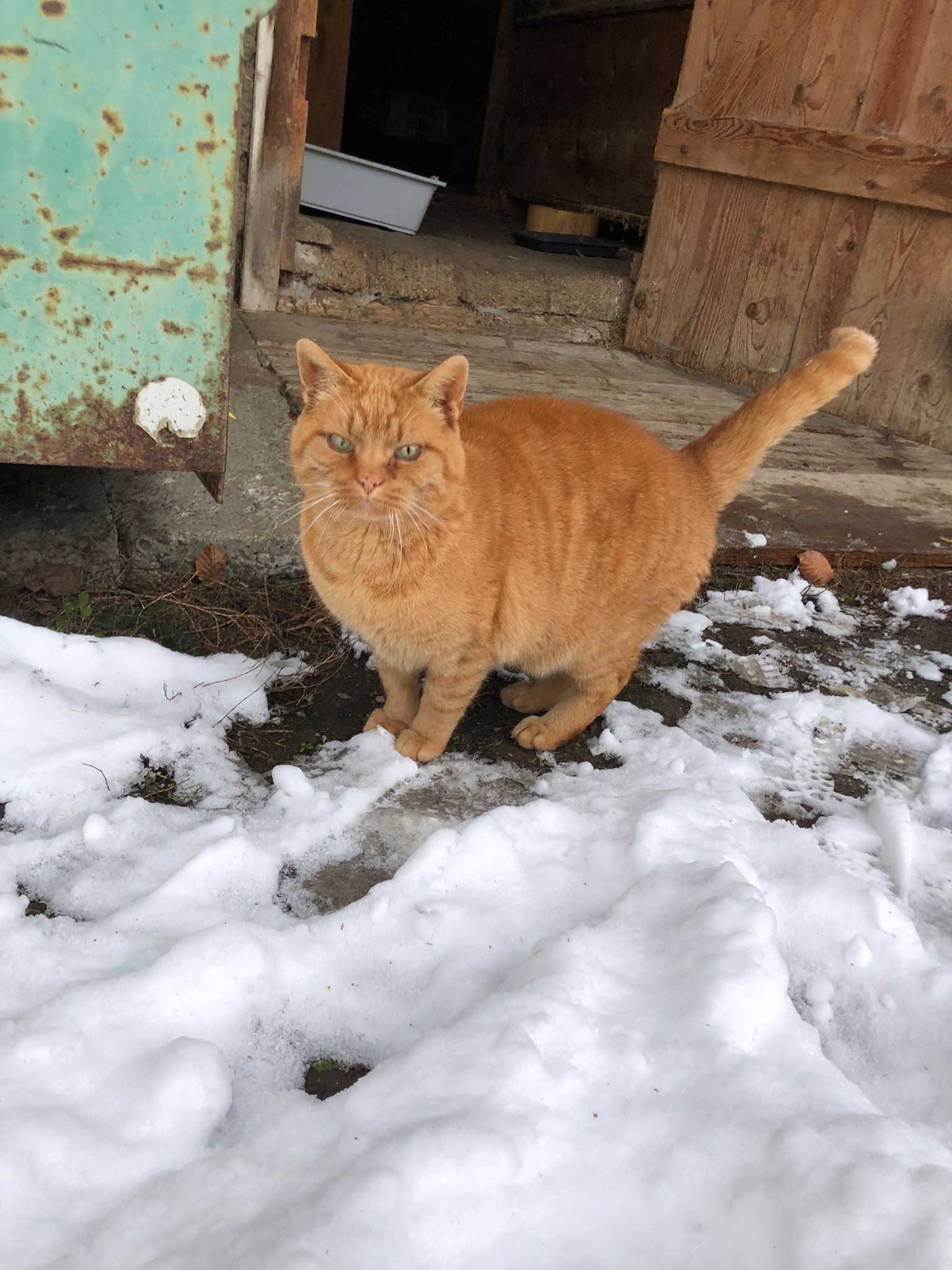 Ein Blick voller Hoffnung: Diese Katze wartet sehnsüchtig auf ein warmes Zuhause.