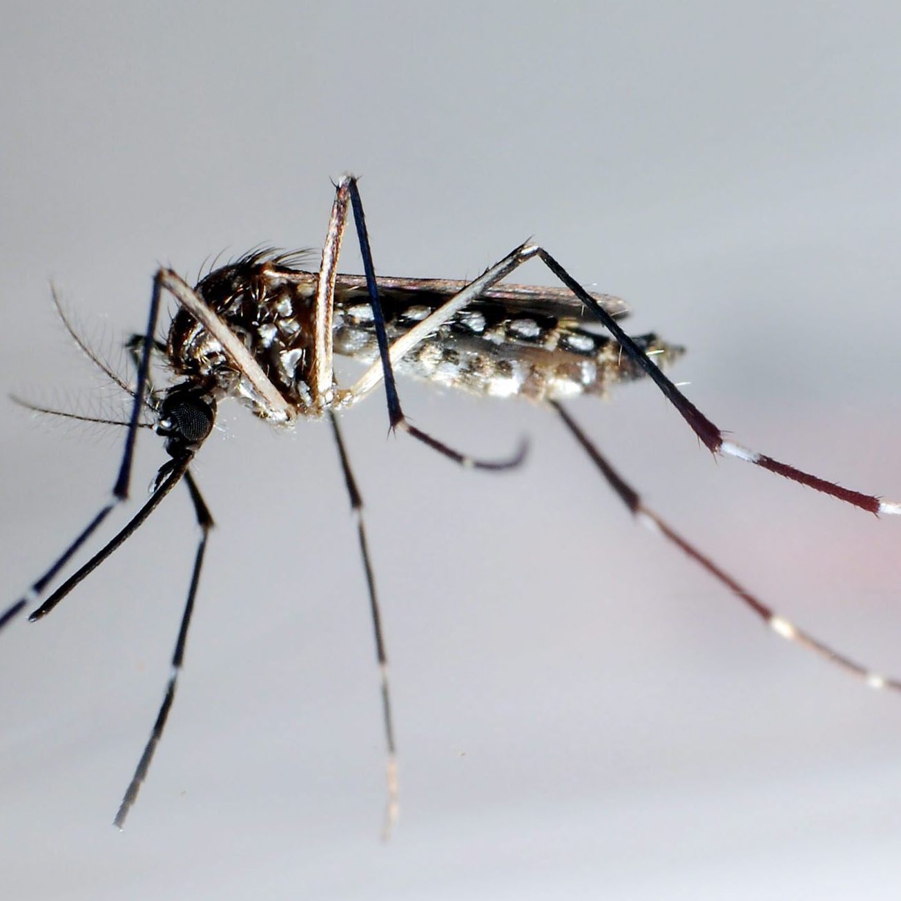 Das Denguefieber breitet sich wegen der Klimakrise aus.