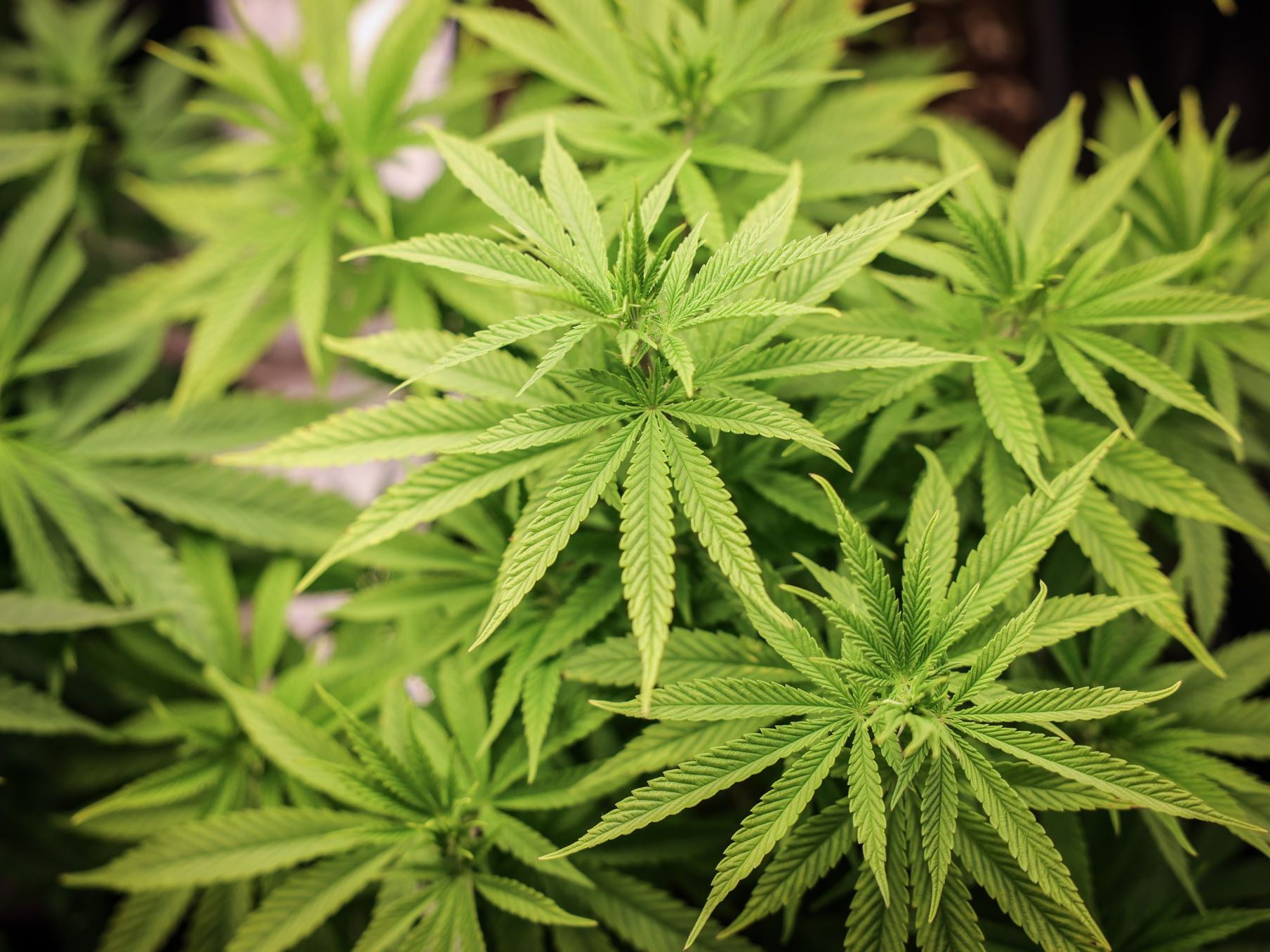 Teenager soll vier Kilo Cannabis verkauft haben Teenager soll vier Kilo Cannabis verkauft haben