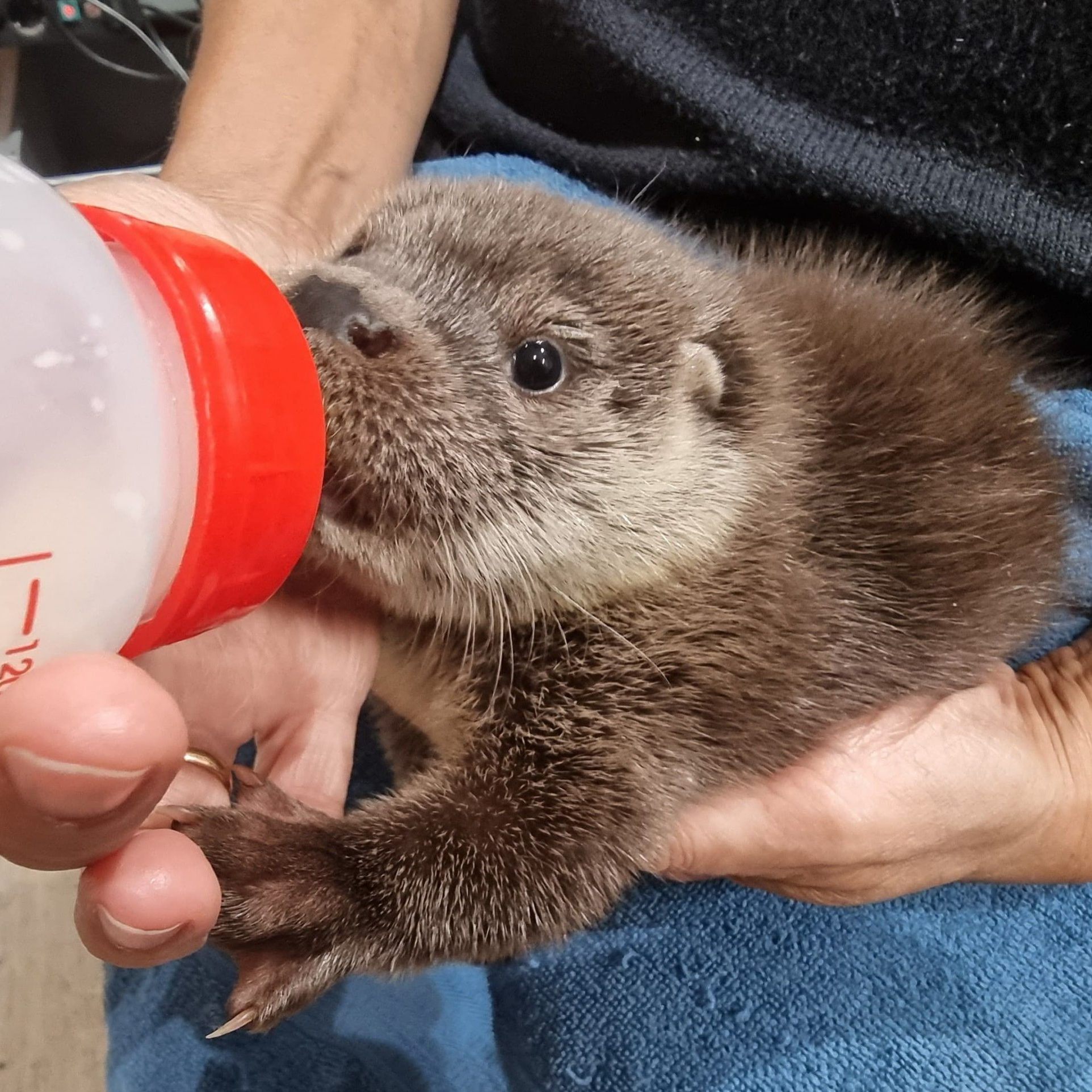 Die Otterbabys sollen nicht für immer in der EGS Haringsee bleiben: Die Auswilderung stellt das Ziel dar.