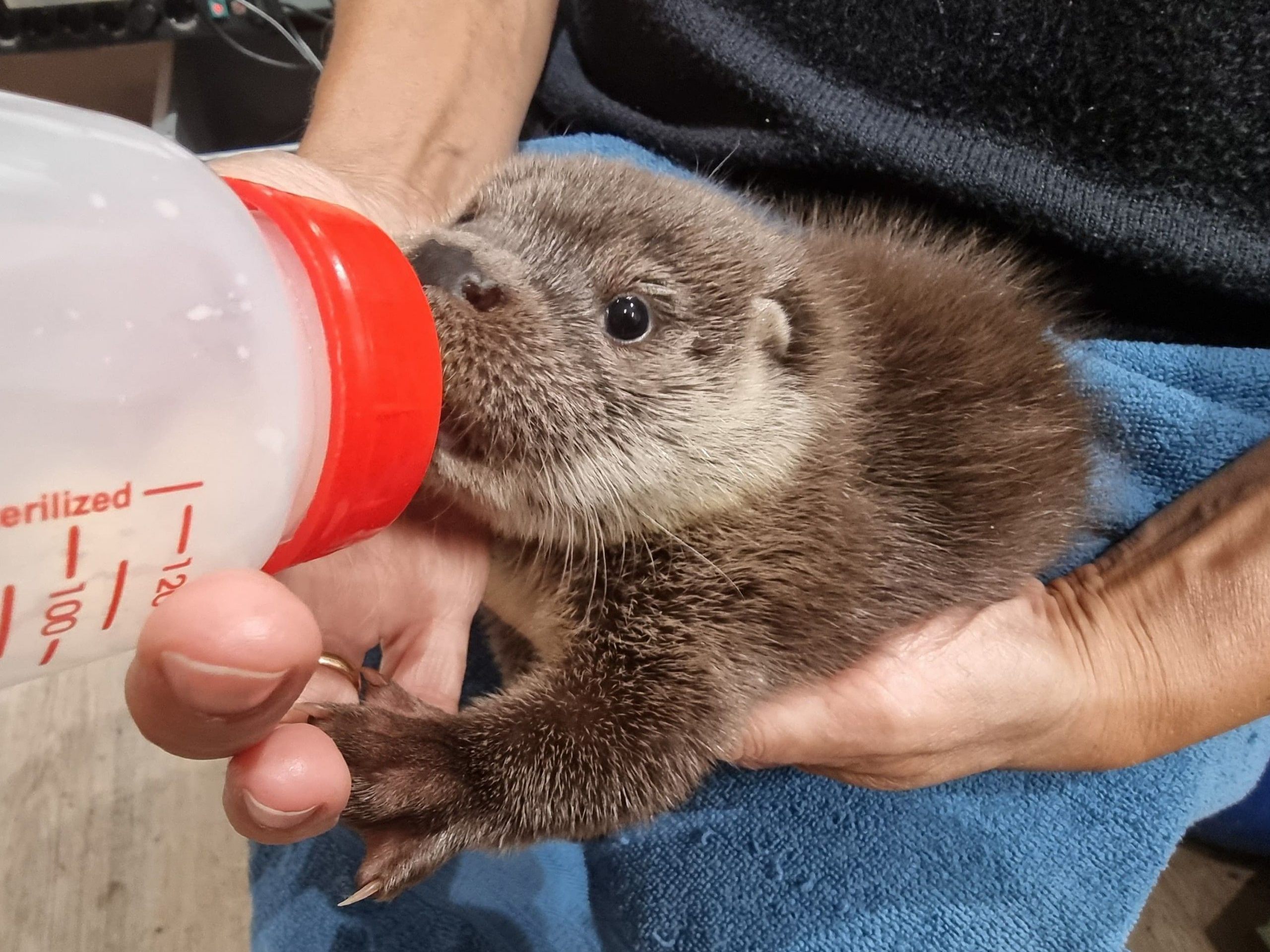 Die Otterbabys sollen nicht für immer in der EGS Haringsee bleiben: Die Auswilderung stellt das Ziel dar. Die Otterbabys sollen nicht für immer in der EGS Haringsee bleiben: Die Auswilderung stellt das Ziel dar.