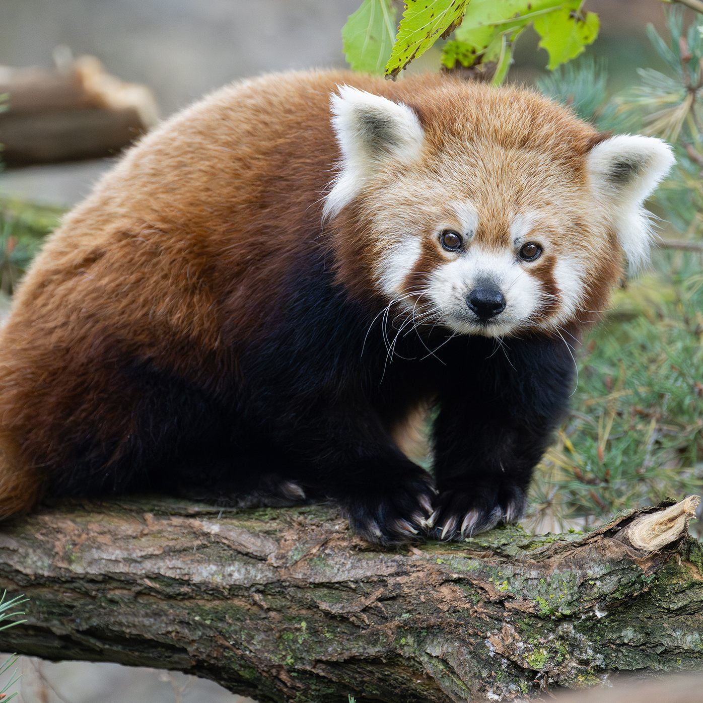Das Foto zeigt einen Roten Panda.