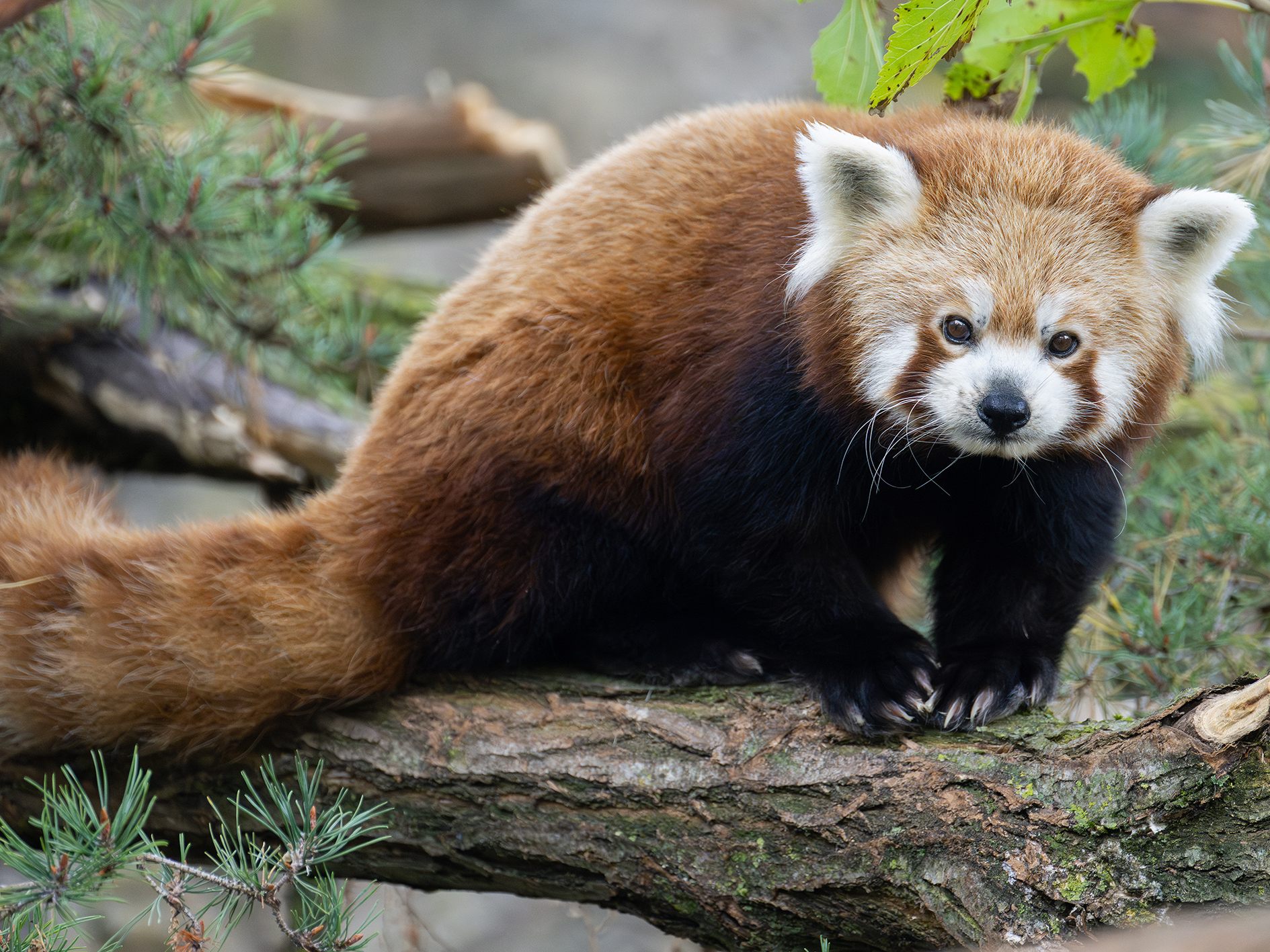 Das Foto zeigt einen Roten Panda. Das Foto zeigt einen Roten Panda.