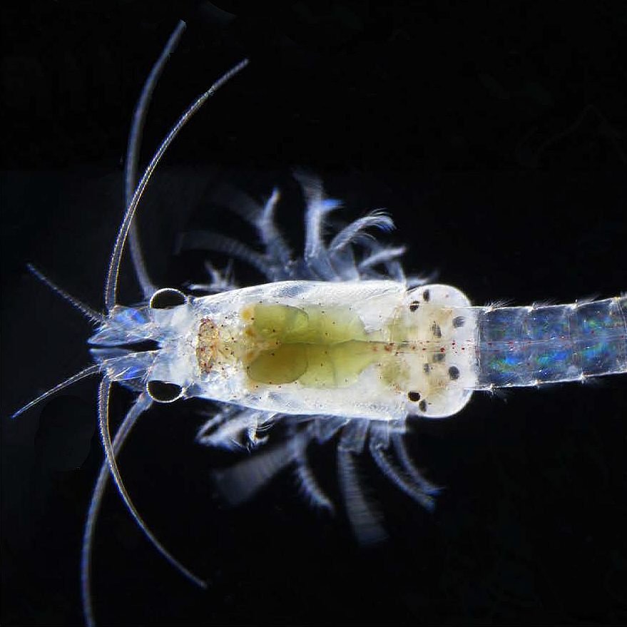 Die Garnelen stammen aus dem Großen Barriereriff in Australien.