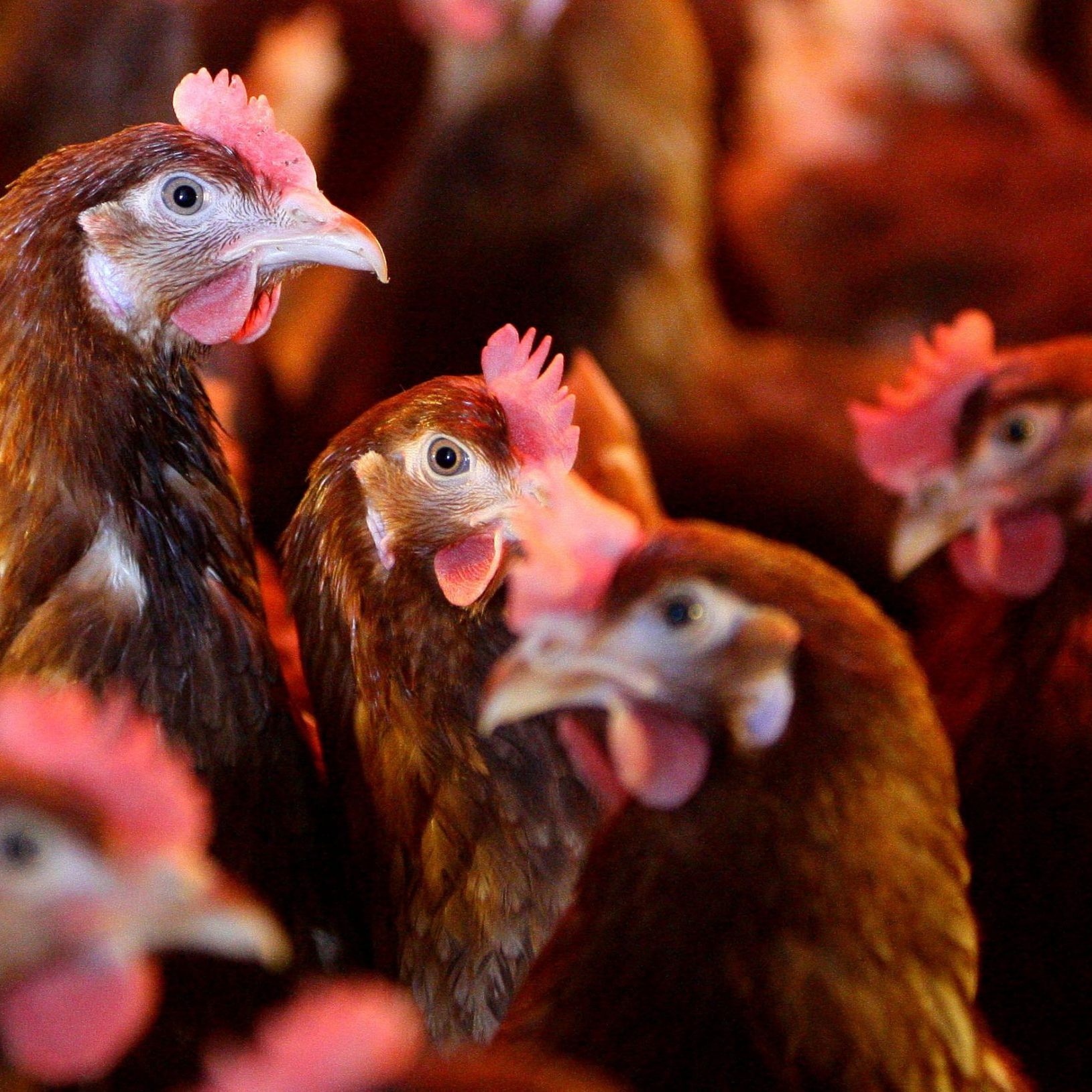 Ganz Österreich ist Gebiet mit erhöhtem Vogelgrippe-Risiko.